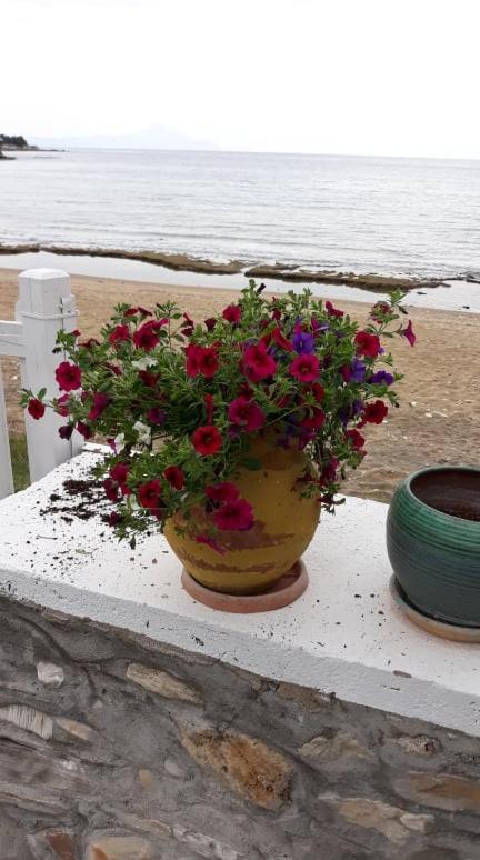 House Kokkalas On The Beach ปีร์กาดิเกีย ภายนอก รูปภาพ